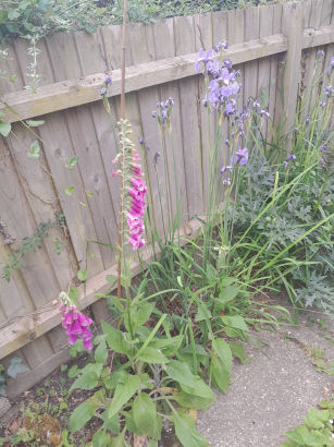 flowers
